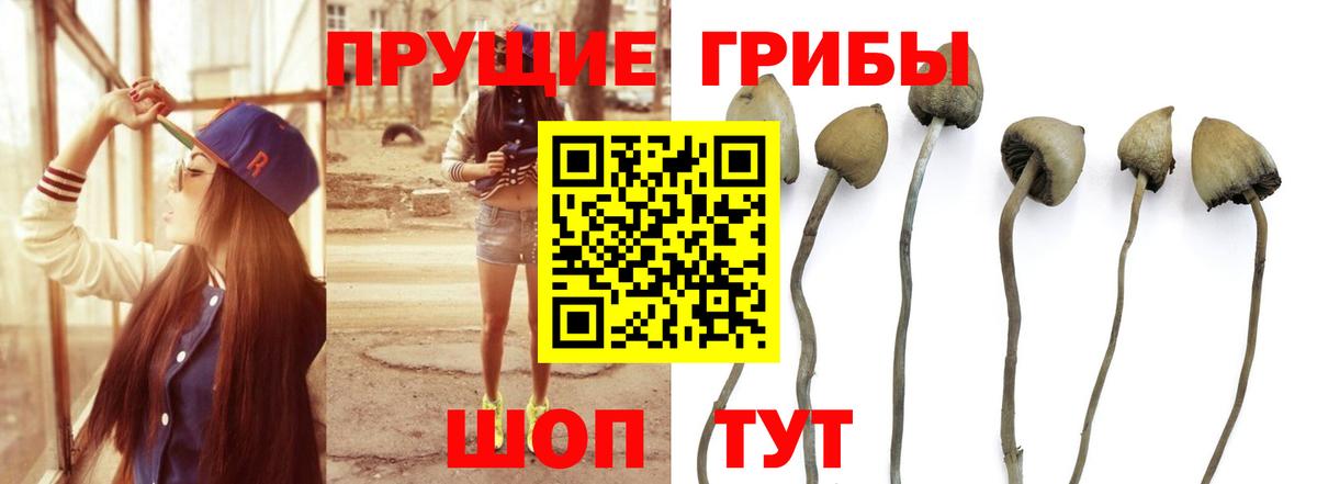 Галлюциногенные грибы GOLDEN TEACHER  Вход с VPN  Татарск 